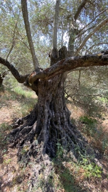 7,500 SQM Land With View For Sale in Deir Al Qamar — 4