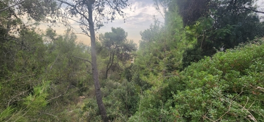 A Spacious Land With Great Green View for Sale In Yarzeh