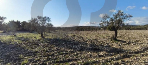 peaceful plot surrounded by nature, koura, bechmezzine REF#BD131211 — 5