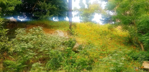 Unique Land for Sale in Sarba