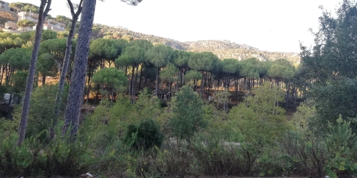 Hot Deal! Land in Baabdat, Zahrieh for Sale