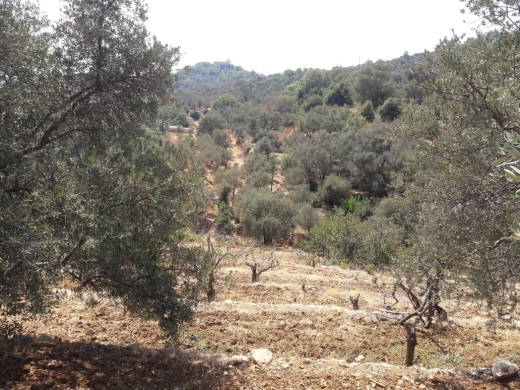 Land for Sale in Al-Kaakour — 3