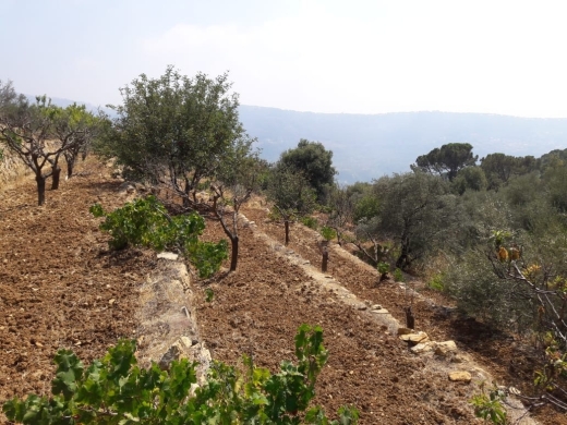 Land for Sale in Al-Kaakour — 2