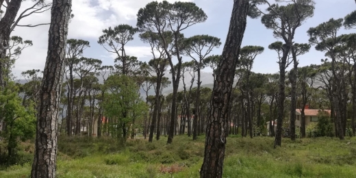 A Unique Land With Amazing Green View for Sale In Bolonia — 3