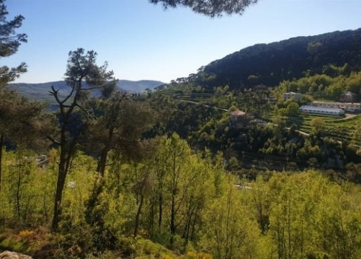 Beautiful Land For Sale in Baskinta Surrounded with Greenery