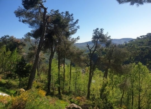 Beautiful Land For Sale in Baskinta Surrounded with Greenery — 2