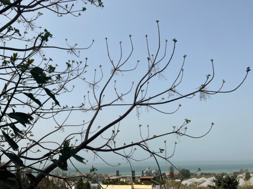 Spacious Apartment with Garden for Sale in Jbeil