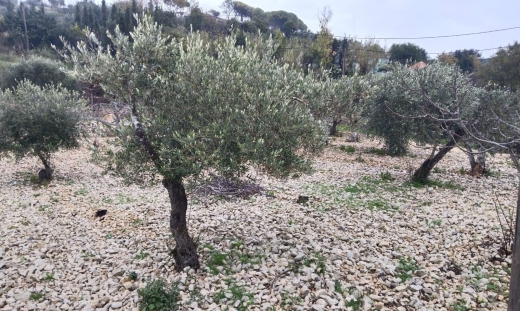 Land Surrounded By Nature for Sale in Jrebta
