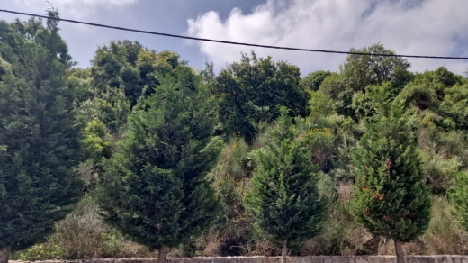 Land for Sale In Ijdabra Batroun