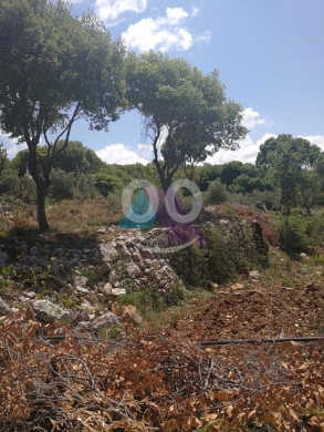 Lands for sale in Batroun - A 1200 m2 land for sale in Batroun