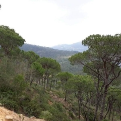 R9-74 Five Lands for sale in Jezzine, South Leb.