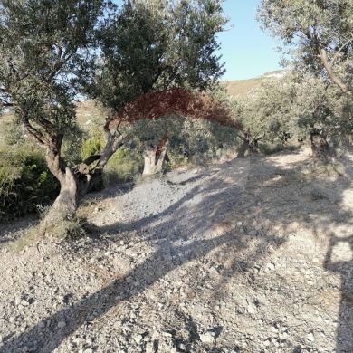 R9-1236 Land For Sale in Bhabdoun - Shekka — 4