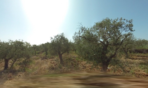 R9-1251 Land For Sale in Nakhle - Koura