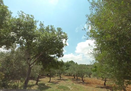R9-1857 Land for Sale in Aaba - Koura