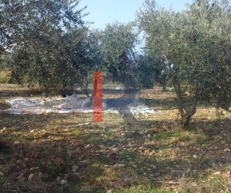 R9-2302 Land 8160m for sale in Jdaideh – Akkar, Planted with Olive Trees — 2