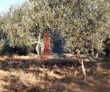 R9-2719 Land for Sale in Akkar El Bieri | 1,241m² | Olive Trees | Residential & … — 3