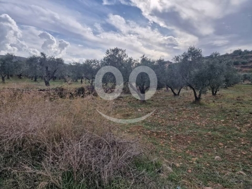 Other real estate in Tripoli - فرصة استثمارية مميزة في جديدة القيطع عكار