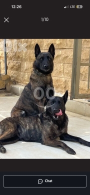 Dogs in Broumana - Pure Deutsch Malinois puppies