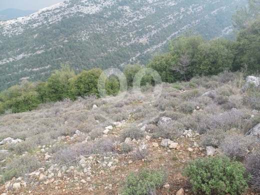 Lands for sale in Hardine - Real Estate بلوك ارض للبيع في بيت كساب حردين 17000م | Land Block for Sale in Hardine 17000m