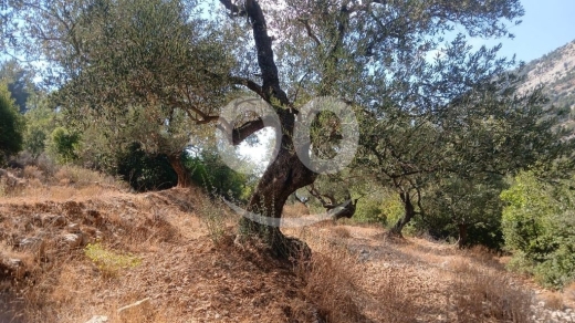 Lands for sale dans Qnat - ارض للبيع في عساف البترون 985م مع زيتون | Land for Sale in Assaf near Batroun 985m