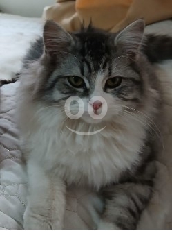 Cats in Hamra - Beautiful pet with long hair...