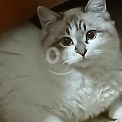 Cats in Hamra - lovely white Lynx/tabby green eyes