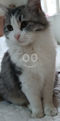 Cats in Hamra - cute pet