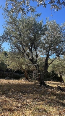Land for Sale Bejjeh Jbeil Area 5410Sqm — 2
