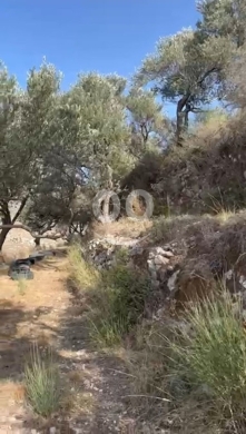 Land for Sale Ain Kfaa Jbeil Area 6590Sqm — 2