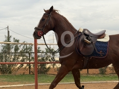 Thoroughbred Mare for sale فرس اجنبية للبيع