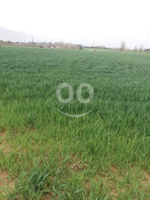 Lands for sale dans Mansoura - ارض للبيع