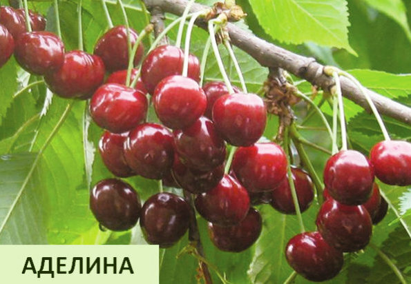 авто черешня аделина описание сорта фото отзывы лепнину