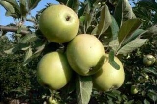 Яблоня Баяна Фото