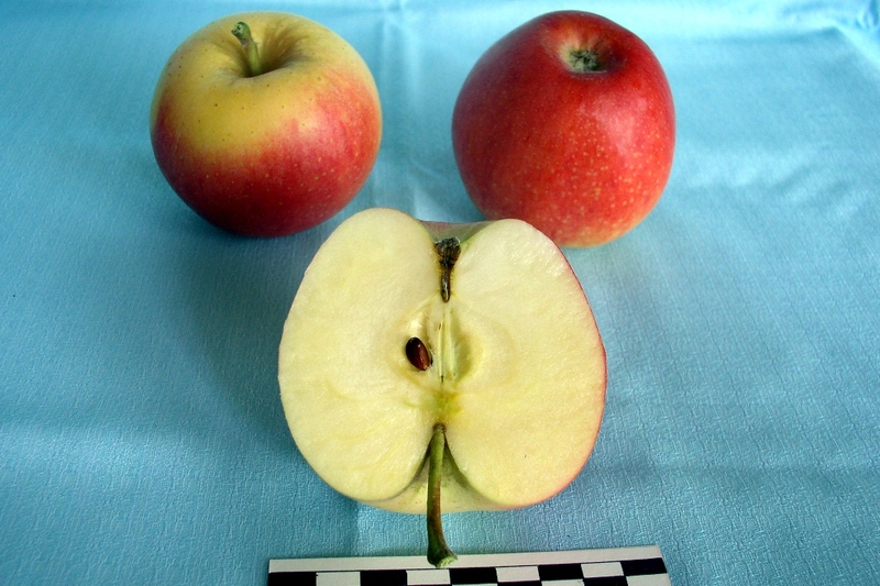 Яблоня Гала Фото