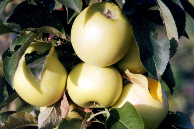 Яблоня Диалог Фото