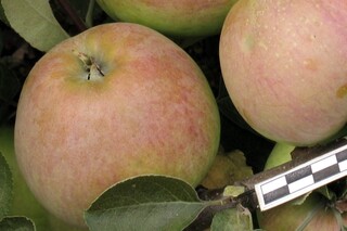 Яблоня Орловский Пионер Описание Фото