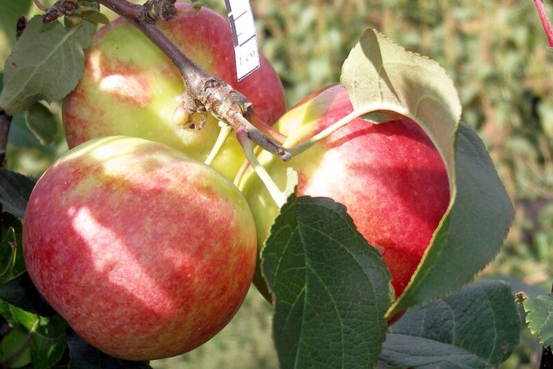 яблоня сорт первоуральское отзывы. яблоня первоуральское описание сорта. яблоня первоуральское зимняя. подарок котова яблоня. яблоня плодовая «первоуральская».