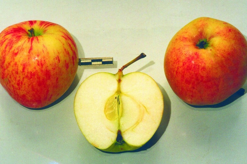 Банановая Яблоня Фото