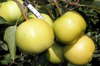 Яблоня Свердловчанин Описание Фото Отзывы