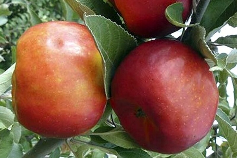 Яблоня Аленушка Фото