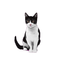 Hauskatze