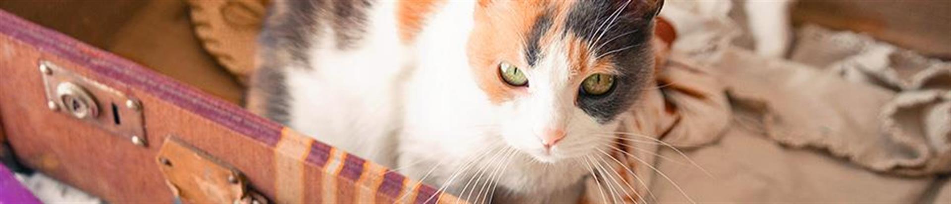 Fremde Katze Miaut Vor Der Tür