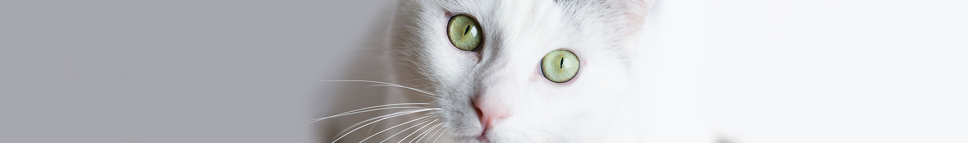 Warum leuchten Katzenaugen im Dunkeln? | Warum leuchten Katzenaugen im Dunkeln? |