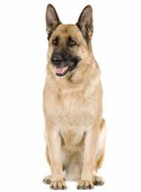 German Shepherd Dog