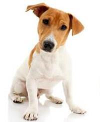 Jack Russel Terrier 