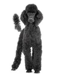 Poodle (Toy) / Canich