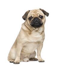 Pug