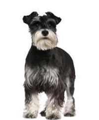 Schnauzer (Miniature)