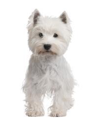 West Highland Terriers