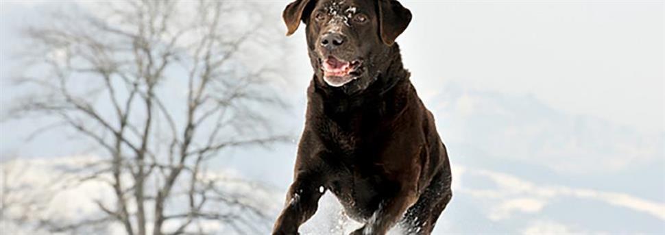 Benodigdheden voor je hond of puppy